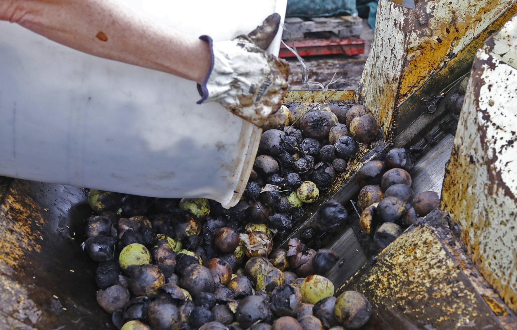 Missouriโs black walnut harvest